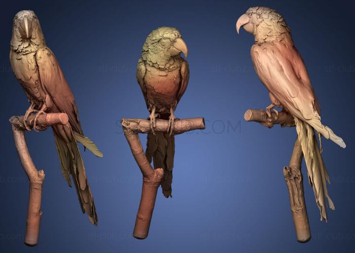 3D model Cuban Macaw (STL)